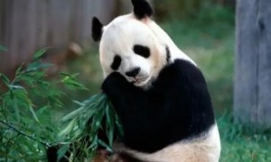 中国现在还有多少只大熊猫