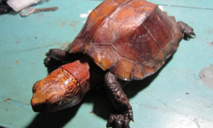 海南野生八角龟是什么龟