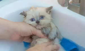 为什么猫咪洗完澡就会抖