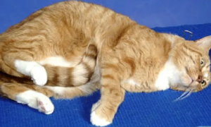 猫咪为什么总抓尾巴睡觉呢