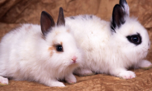世界上最贵的兔子排名