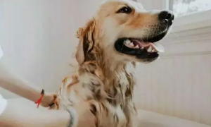 狗狗洗澡后为什么放屁多了