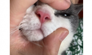 猫咪为什么会感染鼻子流血呢