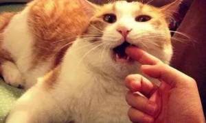 猫咪朝你叫为什么咬你呢