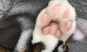 猫咪为什么爱抠人脚趾呢