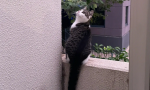 为什么猫咪不跳阳台呢怎么回事