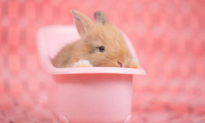宠物兔要洗澡吗