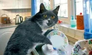 为什么猫咪喜欢打扫家里