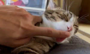 猫为什么喜欢舔主人手指