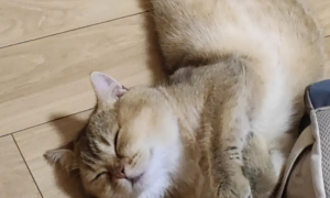 为什么猫咪趴地上睡觉