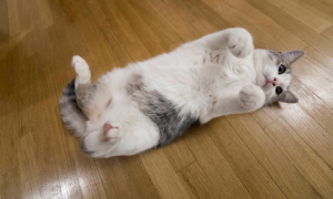 猫咪为什么生产就在地板生产