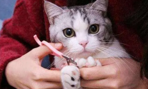 猫咪的指甲为什么断了呢
