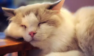 为什么猫咪老爱坐着睡觉