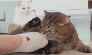 猫咪为什么老是咬我的袜子