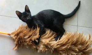 为什么猫咪蹲在扫把上叫