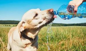 不给狗狗喂水的原因