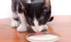 猫咪喝奶为什么会吐