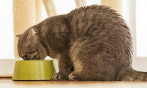 硫磺酸猫咪为什么要吃呢