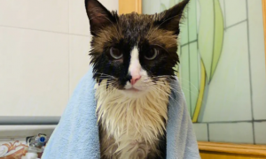 猫咪洗澡用什么