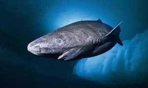 格陵兰睡鲨图片