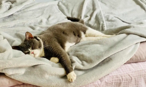 猫咪为什么老跑床上睡觉呢