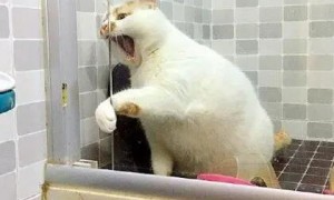 猫咪为什么喜欢去浴室门口