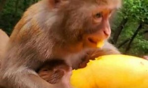 猴子最喜欢吃三种水果