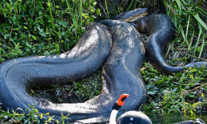 亚马逊传说的超级巨蟒