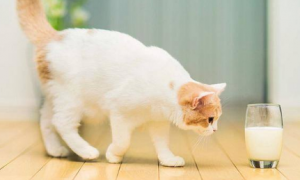 为什么猫咪不抵触酸奶味道