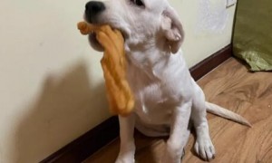 狗狗为什么偷食物呢