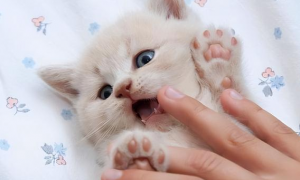 猫咪伸出爪子什么意思
