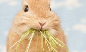 兔最爱吃什么草