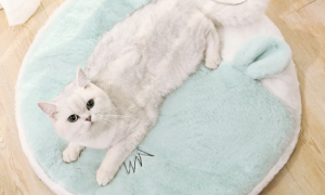 猫咪夏天需要垫子吗为什么呢