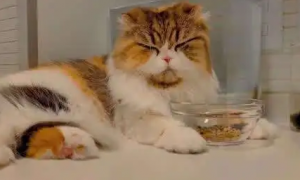 为什么猫咪会吃饭睡觉呢