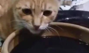 为什么猫咪喜欢闻墨水味道