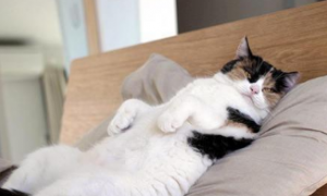 为什么猫咪会突然尿枕头