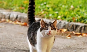 为什么猫咪喜欢梳尾巴