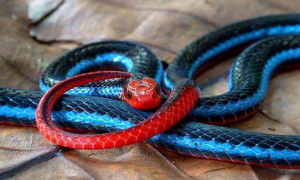 头红色身体褐色的蛇有毒吗