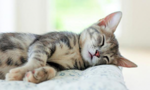 猫咪为什么直着头睡觉的原因