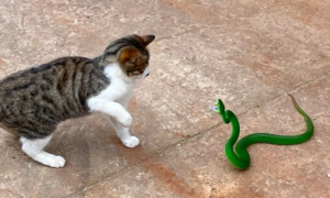 猫怕大型的蛇吗