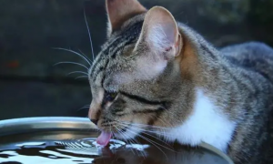 猫咪不喝水还吐怎么办