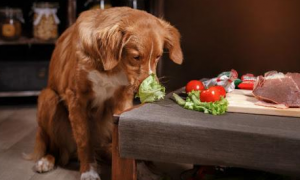 狗能吃面条菜吗