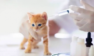 为什么要为猫咪打疫苗呢视频