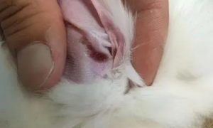 兔子耳螨初期症状