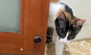 为什么猫咪要跳厕所门