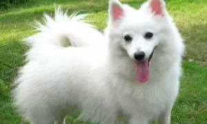 浑身白毛的狗狗是什么品种的