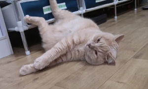为什么猫咪热天喜欢滚地板呢