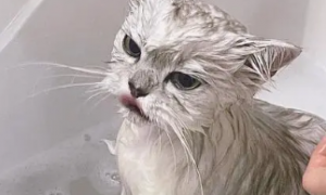怎样给猫咪洗澡