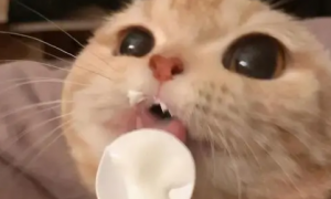 为什么猫咪不能吃酸奶呢