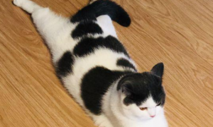 猫咪为什么喜欢叉腿趴着呢